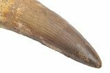 Massive, Real Spinosaurus Tooth - Partial Root! #214323-2
